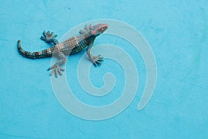 Rubber lizard toy isolated on blue background