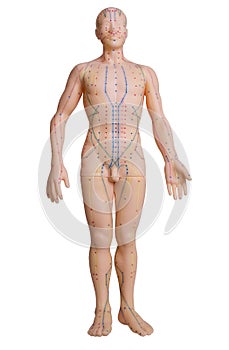 Rubber mannequin with massage pressure points