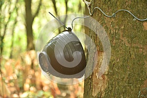 rubber or para wood tree with cup for tapping in morning on trunk in farm