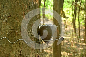 rubber or para wood tree with cup for tapping in morning on trunk in farm