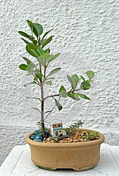 Rubber plant Bonsai photo