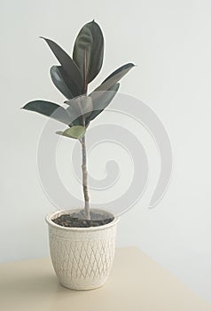 Rubber plant in a ceramic pot; home dÃ©cor concept