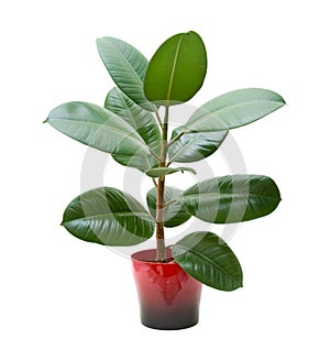 Rubber plant (ficus) photo