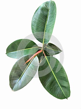 Rubber plant or Ficus elastica