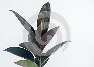 Rubber plant; Ficus elastica