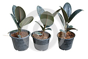 Rubber Plant or Ficus elastica with coconut flakes Die cut on white isolated