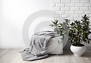 Rubber plant Ficus elastica in white flower pot and gray soft fleece blanket on white wooden box