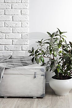 Rubber plant Ficus elastica in white flower pot and gray soft fleece blanket on white wooden box