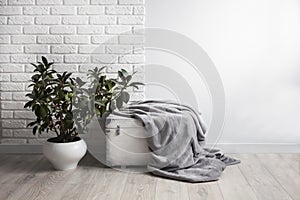 Rubber plant Ficus elastica in white flower pot and gray soft fleece blanket on white wooden box