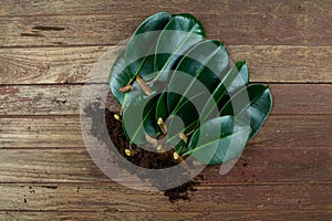 Rubber plant leaves With branches A number of them are being propagated. photo