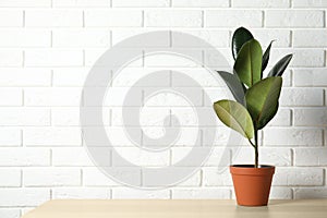 Rubber plant in pot on table near brick wall. Home decor