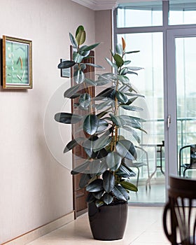 Rubber Plant, Rubber fig, Ficus elastica