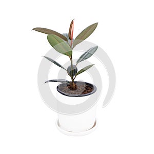 Rubber Plant on white pot isolated white background. Air purification trees Potted plants Home interior