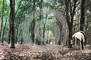 Rubber plantation