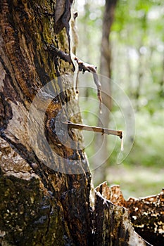 Rubber Plantation