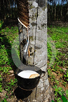 Rubber Plantation