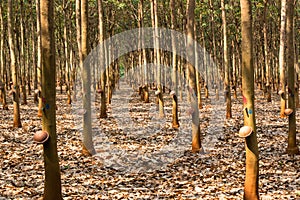 Rubber plantation