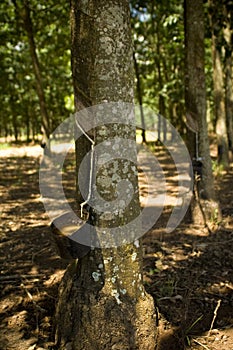 Rubber Plantation