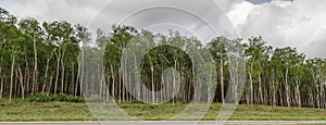 Rubber plantation as seen on the way to Yamoussoukro Ivory Coast Cote d`Ivoire photo