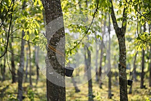 Rubber Plantation in asia