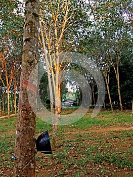 Rubber plantation early morning with a plate for collecting milk