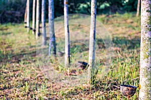 Rubber plantation with light sunset on Background