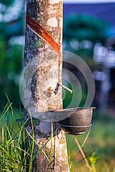 Rubber plantation with light sunset on Background