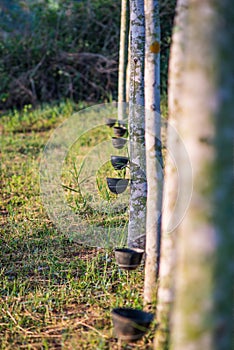 Rubber plantation with light sunset on Background