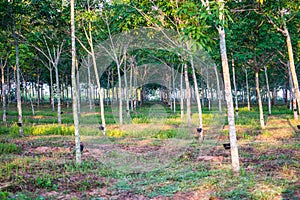 Rubber plantation with light sunset on Background