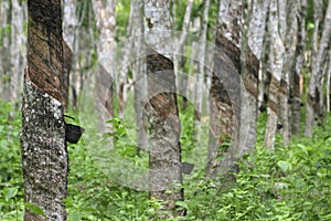 Rubber Plantation, Malaysia