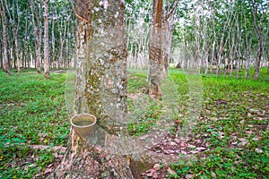 Rubber Plantation in Malaysia