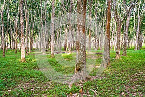 Rubber Plantation in Malaysia