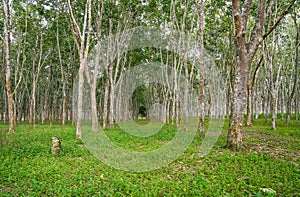 Rubber Plantation in Malaysia