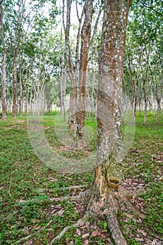 Rubber Plantation in Malaysia