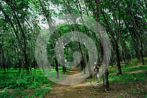 Rubber Plantation