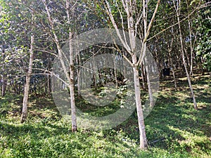 Rubber plantation in Seremban Malaysia.