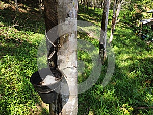 Rubber plantation in Seremban Malaysia.
