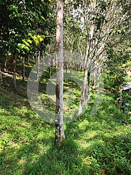 Rubber plantation in Seremban Malaysia.