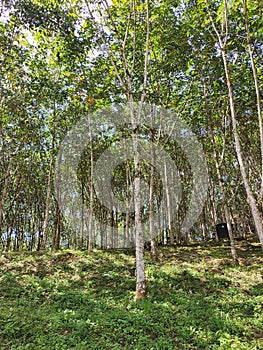 Rubber plantation in Seremban Malaysia.