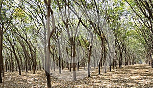 Rubber plantations are planted in rows and ready for tapping
