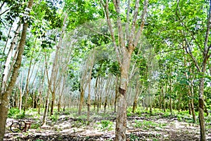 Rubber plantations with rubber tree agriculture asia for natural latex tree in garden of thailand