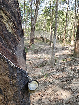 Rubber plantations whose rubber tapper save their rubber photo
