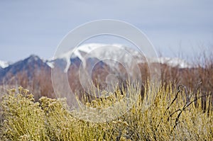 Rubber Rabbit Brush Plants with the alpine peaks of the Sangre de Cristo Mountains in background