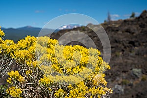 Rubber rabbitbrush, a speccies of Goldenbushes growing in Lava Lands Newberry Volcano National Monument photo