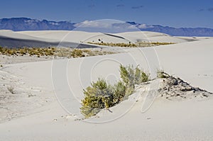 Rubber Rabbitbrush - White Sands National Monument - NM