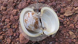 rubber seed and bark photo