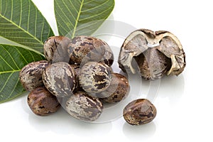 Rubber seeds Hevea brasiliensis and rubber leaves isolated on white background