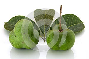 Rubber seeds Hevea brasiliensis and rubber leaves isolated on white background