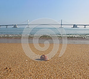 A Rubber Shell Gwangalli Beach, Busan, South Korea, Asia