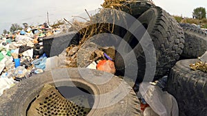 Rubber stingrays among other garbage in the dump. bird`s-eye view.